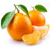 Mandarin Orange Image